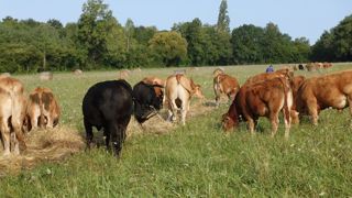 Par rapport à la botte, le foin déroulé n’a que très peu augmenté l’ingestion mais il était plus sensible aux intempéries.