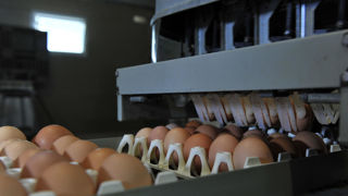 « D’après les prévisions de l’Institut technique de l’aviculture (Itavi), la production française d’œufs devrait rester stable (–0,3 %) en 2024. « D’après les prévisions de l’Institut technique de l’aviculture (Itavi), la production française d’œufs devrait rester stable (–0,3 %) en 2024.
