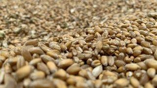 D'après les premiers chiffres de FranceAgriMer, 195 000 tonnes de blé bio ont été collectés en 2024 en France.