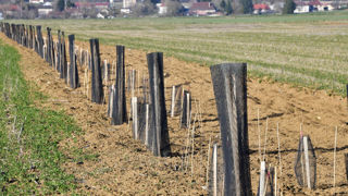 Avec le pacte en faveur de la haie, le ministère de l'Agriculture affichait l'ambition de gagner 50 000 km de haies entre 2020 et 2030. Avec le pacte en faveur de la haie, le ministère de l'Agriculture affichait l'ambition de gagner 50 000 km de haies entre 2020 et 2030.