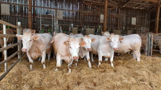 La ration composée de méteil et de sorgho a démontré son efficacité technique pour l'engraissement de génsisses à Ferm'Inov (Saône-et-Loire). La ration composée de méteil et de sorgho a démontré son efficacité technique pour l'engraissement de génsisses à Ferm'Inov (Saône-et-Loire).
