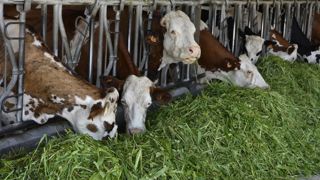 En France, un « living-lab » ou « laboratoire vivant » situé en Poitou-Charentes travaillera notamment sur la diversification du système fourrager pour les bovins laitiers. En France, un « living-lab » ou « laboratoire vivant » situé en Poitou-Charentes travaillera notamment sur la diversification du système fourrager pour les bovins laitiers.