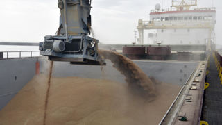 La tentative de la Russie d'instaurer un prix plancher officieux de 250 dollars la tonne de blé pour ses exportations a quelque peu malmené le marché, le mardi 22 octobre 2024.