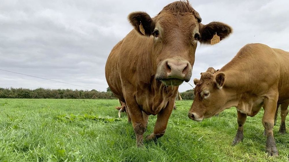 Vache limousine au pré.