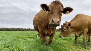 La première vache touchée est morte de la FCO-8. Dès lors, l'éleveur a prit le parti de redoubler de vigilance pour détecter les symptômes le plus rapidement possible.
