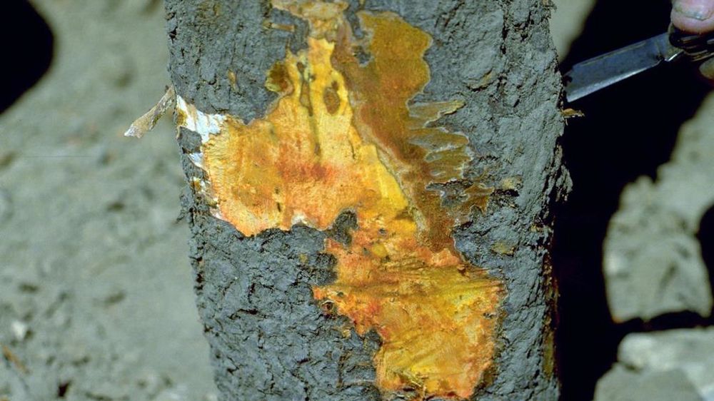 Botryosphaeria dothidea, pourriture des noix, est signalé en Italie où il s'attaque aux amandiers. Botryosphaeria dothidea, pourriture des noix, est signalé en Italie où il s'attaque aux amandiers.