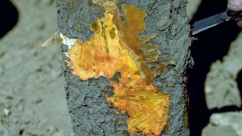Botryosphaeria dothidea, pourriture des noix, est signalé en Italie où il s'attaque aux amandiers.