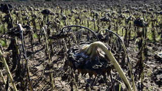 La pluviométrie et la baisse des températures n’ont fait qu’accentuer les risques de pertes pour les tournesols encore sur pied. La pluviométrie et la baisse des températures n’ont fait qu’accentuer les risques de pertes pour les tournesols encore sur pied.