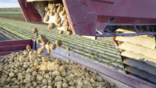 En trois ans, l'aide couplée pour la production de pommes de terre féculières est revalorisée de près de 100 euros. En trois ans, l'aide couplée pour la production de pommes de terre féculières est revalorisée de près de 100 euros.