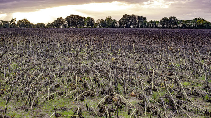 De nombreuses parcelles de tournesol ont connu en fin de cycle la verse, l’explosion des capitules, le pourrissement sur pied ou encore le développement du botrytis.