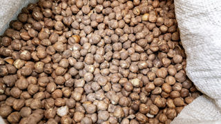 Face à une baisse drastique de la récolte de noisette, la coopérative Unicoque se dit menacée par l’urgence phytosanitaire. Face à une baisse drastique de la récolte de noisette, la coopérative Unicoque se dit menacée par l’urgence phytosanitaire.