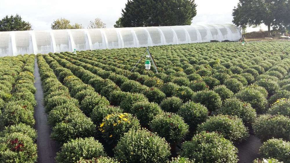 Le projet projet COCON, mené par Astredhor, expérimente des solutions connectées pour lutter contre les chenilles en cultures horticoles, et contre la recrudescence de lépidoptères ravageurs émergents.