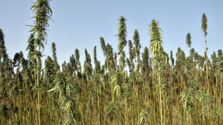 Interchanvre pense commercialiser les services environnementaux rendus par le chanvre dès 2024-2025 au travers de son PSE privé, lancé au début d'octobre 2024.