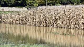 Les précipitations causent des retards de récolte, suscitent des inquiétudes sur la qualité des grains et entravent les semis d'hiver. Les précipitations causent des retards de récolte, suscitent des inquiétudes sur la qualité des grains et entravent les semis d'hiver.