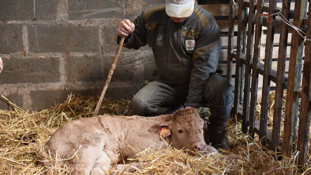 Quand faut-il vacciner les veaux contre les maladies respiratoires ?