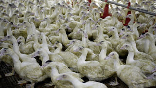 Les canards touchés par l'influenza aviaire hautement pathogène dans le Morbihan étaient vaccinés contre le virus. (Photo d'illustration)