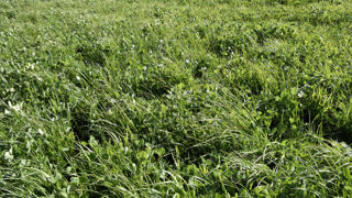 La production cumulée des prairies permanentes du 1er janvier au 20 octobre 2024 est excédentaire de 28 %. Cette herbe n'a pas pu être totalement valorisée en raison des fortes pluies en France.