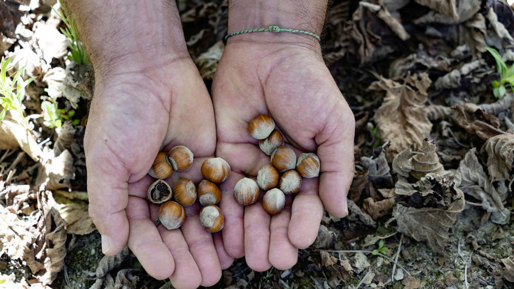 Noisettes de Nocciole d’Elite, à Cravanzana, en Italie.