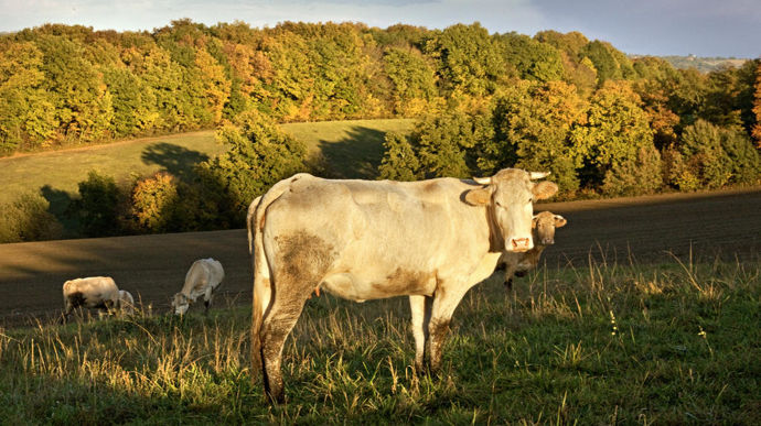 Dès l'an prochain, Lur Berri collectera les 11 000 têtes en provenance des coopérateurs d’Euralis, en plus des quelque 70 000 de ses adhérents