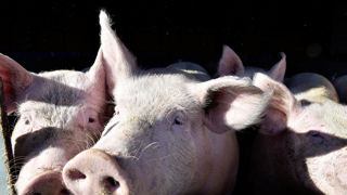 Le virus de la grippe aviaire a été détecté pour la première fois sur un porc. Le virus de la grippe aviaire a été détecté pour la première fois sur un porc.
