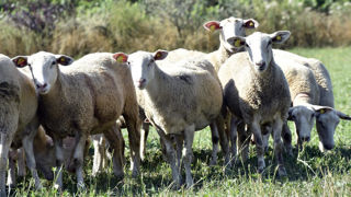 Le cours de l'agneau reste élevé face à la baisse de l'offre au mois de septembre 2024.