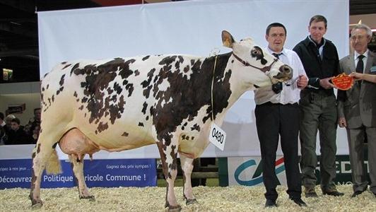 Alma, grande championne 2013 au Sia et prix d'honneur adulte 
