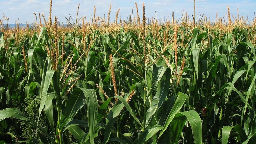 La récolte américaine de maïs est attendue à 384,6 millions de tonnes pour la campagne américaine 2024-25, soit 1,54 million de moins qu'annoncé.