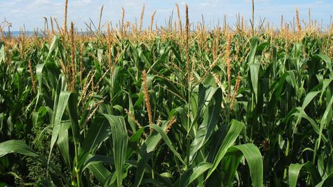 La récolte américaine de maïs est attendue à 384,6 millions de tonnes pour la campagne américaine 2024-25, soit 1,54 million de moins qu'annoncé. La récolte américaine de maïs est attendue à 384,6 millions de tonnes pour la campagne américaine 2024-25, soit 1,54 million de moins qu'annoncé.
