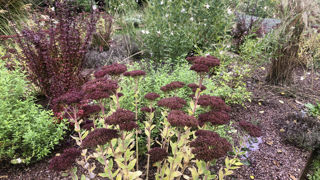 Pour créer un décor hivernal dans votre jardin, conservez certaines fleurs et plantes comme les sédums, graminées, gauras ou berbéris. Pour créer un décor hivernal dans votre jardin, conservez certaines fleurs et plantes comme les sédums, graminées, gauras ou berbéris.