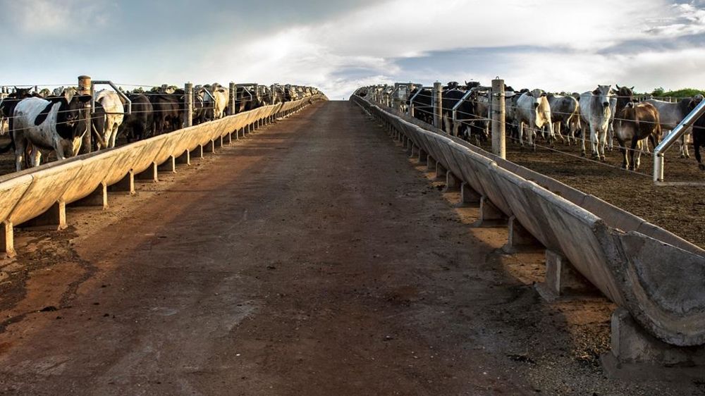 Bovins dans des feeds-lots au brésil Bovins dans des feeds-lots au brésil