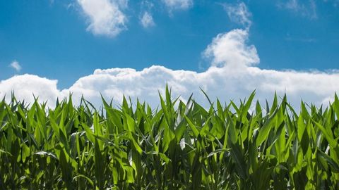Avec une levée de fonds de 45 millions d'euros, Elicit Plant entend accélérer son expansion internationale et mettre un accent sur la R&D pour étendre le portefeuille de biosolutions.