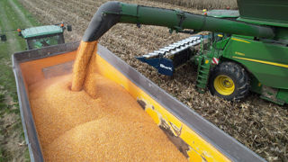 La production mondiale de blé progresse, tandis que celle de maïs accuse un faible repli en 2024, selon les dernières estimations de la FAO.