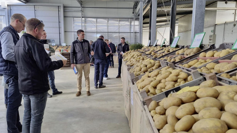 Présentation variétale de pommes de terre