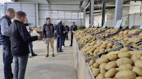 La présentation annuelle des hybrides et des variétés  de pomme de terre de la Sipre s’est déroulée fin octobre.