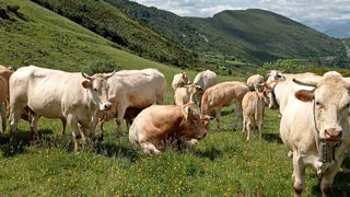 C’est sur l’alpage de la commune d’Allos (Alpes-de-Haute-Provence) que Ludovic Martin a perdu cinq veaux. C’est sur l’alpage de la commune d’Allos (Alpes-de-Haute-Provence) que Ludovic Martin a perdu cinq veaux.