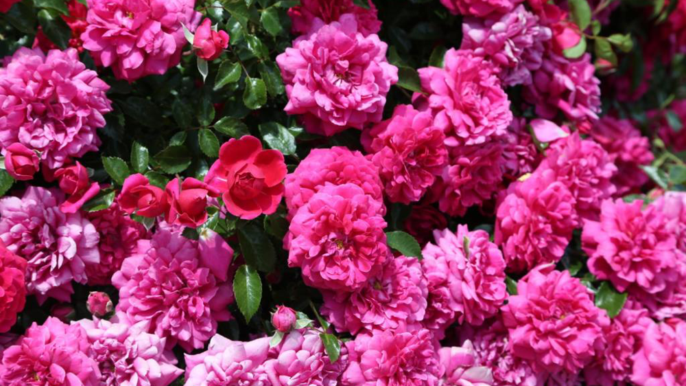 Rosa Alliance® Meitunion.