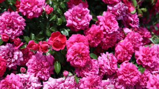 Rosa Alliance® Meitunion. Rosa Alliance® Meitunion.