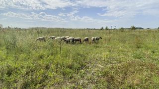 Les 300 animaux sont répartis, en petits lots d'une vingtaine de bêtes maximum dans un même site, à travers l’Île-de-France sur près d'une cinquantaine de prés appartenant à des sociétés privées ou à des collectivités.