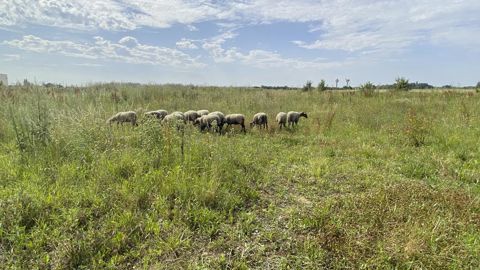 Les 300 animaux sont répartis, en petits lots d'une vingtaine de bêtes maximum dans un même site, à travers l’Île-de-France sur près d'une cinquantaine de prés appartenant à des sociétés privées ou à des collectivités.