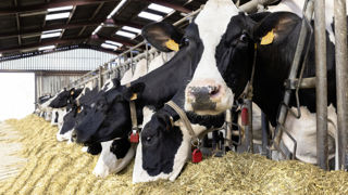 Pour des régimes diversifiés avec de l’herbe ou des coproduits, les variétés d'ensilage de maïs qui apportent beaucoup d'amidon sont plus indiquées. Pour des régimes diversifiés avec de l’herbe ou des coproduits, les variétés d'ensilage de maïs qui apportent beaucoup d'amidon sont plus indiquées.