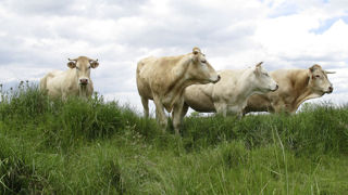 Le nombre de foyers de maladie hémorragique épizootique (MHE) continue de progresser en France métropolitaine. Le nombre de foyers de maladie hémorragique épizootique (MHE) continue de progresser en France métropolitaine.