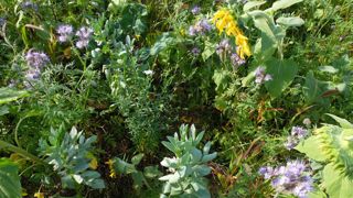 Théo Sergheraert, PDG de la société de conseil et accompagnement Greensol, indique que la présence de fleurs dans un couvert est un bon indicateur pour enclencher sa destruction.
