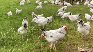 Avoir un parcours extérieur est un atout pour la production de volailles vendues en circuit court. Avoir un parcours extérieur est un atout pour la production de volailles vendues en circuit court.