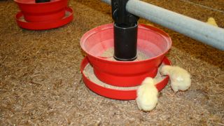 La majorité des élevages enquêtés estiment que le miscanthus a un pouvoir d’absorption supérieur à la paille broyée en début de lot en poulet et pour les rajouts en dinde.