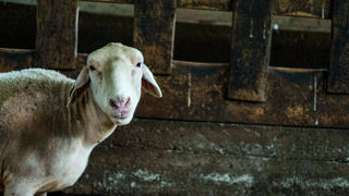 Les élevages d'ovins touchés par la FCO-3 entre le 5 août et le 30 septembre 2024 peuvent demander le paiement d'une avance d'indemnisation, ainsi que les élevages de bovins. Les élevages d'ovins touchés par la FCO-3 entre le 5 août et le 30 septembre 2024 peuvent demander le paiement d'une avance d'indemnisation, ainsi que les élevages de bovins.