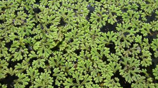 Des scientifiques plaident pour domestiquer l'azolla, une petite fougère aquatique à fort potentiel. Des scientifiques plaident pour domestiquer l'azolla, une petite fougère aquatique à fort potentiel.