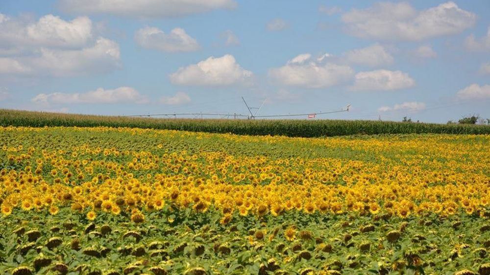 Champ de tournesol
