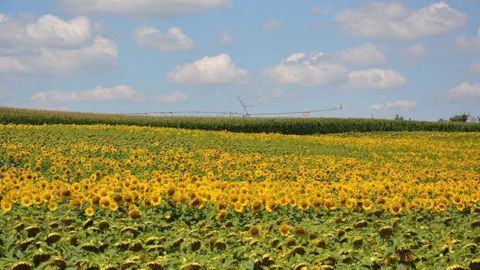 Terres Inovia annonce l'approbation de la dérogation 120 jours pour Scenic Gold contre le mildiou du tournesol.