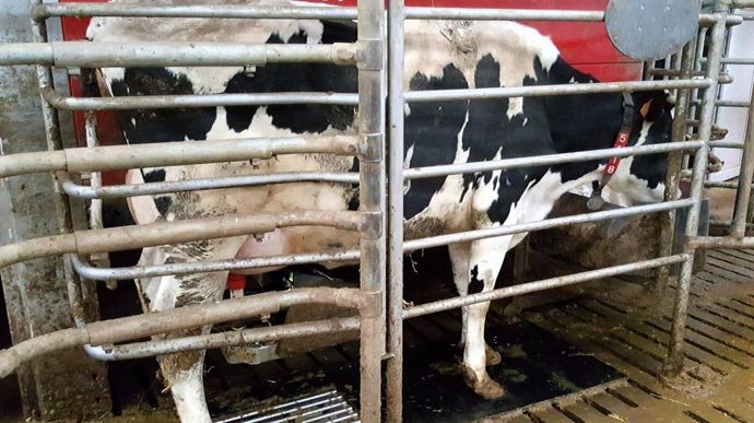 Et vous, quel(s) aliment(s) distribuez-vous au robot de traite ? Dites-nous en commentaire !