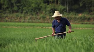 La Chine soutient les filières sensibles comme celles du soja et du maïs. La Chine soutient les filières sensibles comme celles du soja et du maïs.